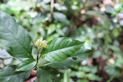 Ophiorrhiza brunonis